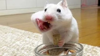 Thumbnail: Funny Hamsters Videos | Part 10 - Funny and Cute Moments