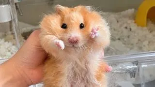 Thumbnail: Funny Hamsters Videos | Part 9 - Funny and Cute Moments