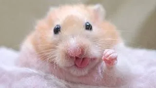 Thumbnail: Funny Hamsters Videos | Part 8 - Funny and Cute Moments