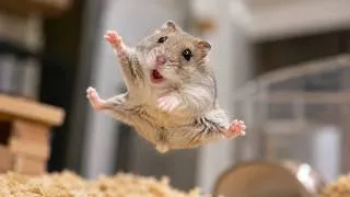 Thumbnail: Funny Hamsters Videos | part 7