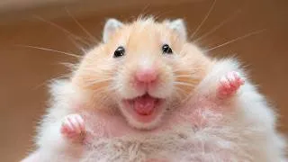 Thumbnail: Funny Hamsters Videos | part 6