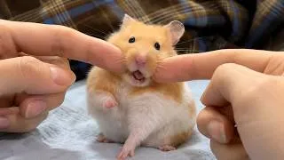 Thumbnail: Funny Hamsters Videos | part 5
