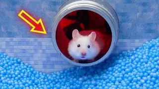 Thumbnail: Hamster Escapes Prison with Ball Pool Maze @hamstercardboard