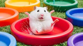 Thumbnail: Can a Hamster Pass This Crazy Cardboard Course? 🐹
