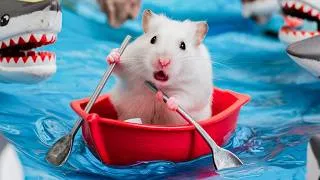 Thumbnail: Can My Hamster Finish This Cardboard Obstacle Course? 🐹