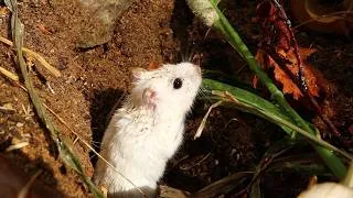 Thumbnail: The Earthy Hamster: Back to Nature Highlight