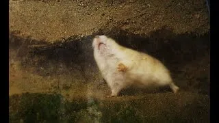 Thumbnail: WILD Hamster in nature