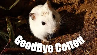 Thumbnail: GoodBye Cotton