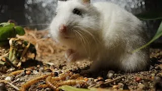 Thumbnail: 2 year old hamster in terrarium