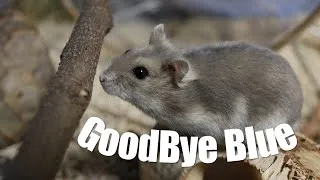 Thumbnail: GoodBye Blue