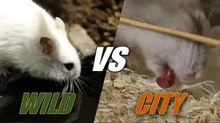 Thumbnail: How to drink water depends on where the hamster lives