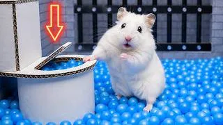 Thumbnail: Hamster Escapes the Prison Maze Through Luxury Toilet | Hamster Maze