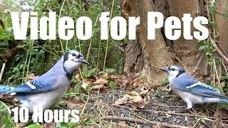 Thumbnail: Saturday Morning Cartoons for Pets 🐱 - Jays, Ravens, Red Squirrels and More - Jul 25, 2026