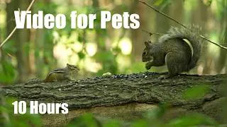 Thumbnail: Relaxing Video for Pets and People - Birds, Squirrels and Chipmunks in the Forest - Jul 24, 2026