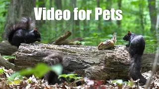 Thumbnail: 10 Hour Cat TV for Pets 🐱 - Chipmunks, Squirrels and Forest Friends in Harmony - Jul 23, 2026