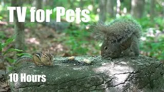 Thumbnail: Chipmunks, Squirrels and Forest Friends - 10 Hour Cat TV for Pets to Watch 🐱 - Jul 22, 2026