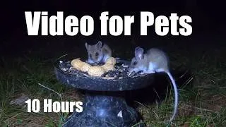 Thumbnail: Cat TV for Pets to Watch 🐱 - 10 Hours of Mice at Night - Jul 21, 2026