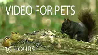 Thumbnail: Cat TV for Pets to Watch 🐱 - 10 Hours of Chipmunks, Squirrels and Forest Friends - Jul 20, 2026