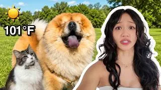 Thumbnail: Surviving the HOTTEST summer with our Chow Chow and Cats
