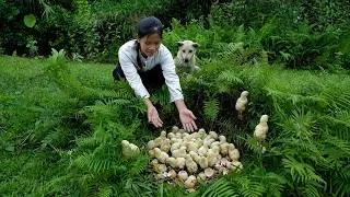 Thumbnail: A wonderful gift from the green forest for Han and Lu Lu