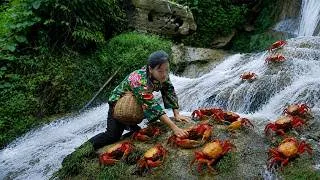 Thumbnail: King crab from the mountain forests - caught and prepared into delicious dishes - Han's life