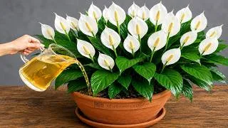 Thumbnail: AMAZING! Makes Any Indoor Plant Bloom 5 Times Faster!