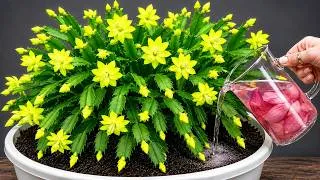 Thumbnail: It's Magical! Just 1 Glass and Any Plant Will Bloom Like Crazy!