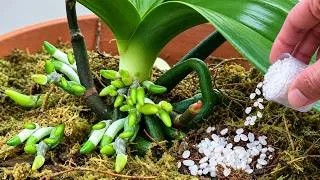 Thumbnail: Just Sprinkle a Capful of This! Orchids Grow Roots 10× Faster!