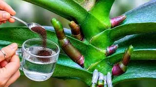 Thumbnail: Just coffee! Orchids Grow Hundreds of New Roots and Bloom Like Crazy!