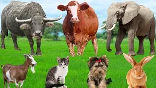 Thumbnail: Farm Animal Food: Pig, Cow, Horse, Cat, Chicken, Dog, Sheep, Goat, Buffalo, Fish – Adorable Animals