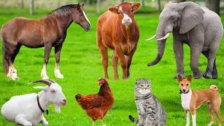 Thumbnail: Explore Farm Animals: Chicken, Dog, Cow, Elephant, Sheep, Cat, Pig, Parrot, Turtle – Animal Sounds