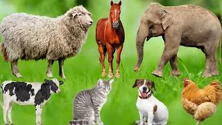 Thumbnail: Farm Animal Life: Sheep, Cow, Pig, Horse, Dog, Chicken, Turtle, and Hippopotamus – Beautiful Animals