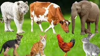 Thumbnail: Farm Animal Moments: Cat, Cow, Horse, Dog, Pig, Sheep, Duck, Goat, Buffalo, Fish – Animal Sounds