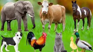 Thumbnail: Farm Animal Habitats: Chicken, Pig, Sheep, Dog, Cat, Cow, Elephant, Goat, Tiger –Learn About Animals