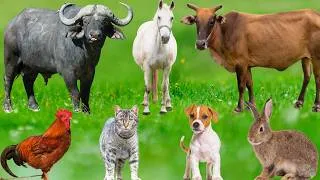 Thumbnail: Beautiful Farm Animals: Pig, Sheep, Cow, Elephant, Chicken, Dog, Cat, Rabbit, Monkey – Animal Sounds