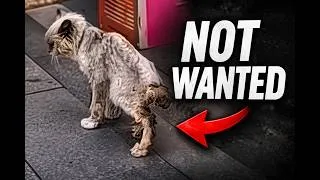 Thumbnail: The Cat Is Declined