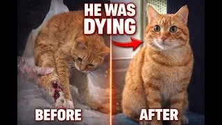 Thumbnail: This Cat Was Hours From Death…