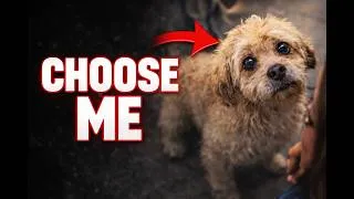 Thumbnail: This Dog Was Rejected Every Single Day…