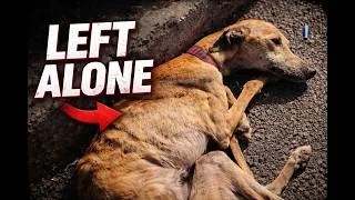 Thumbnail: He Was Left To Die… But Watch What Happens Next