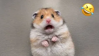 Thumbnail: Funny Hamster Videos | Funny and Cute Moment of the Animals