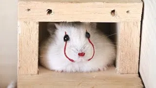 Thumbnail: Funny Hamsters Videos | Funny and Cute Moment of the Animals