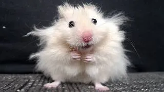 Thumbnail: Funny Hamsters Videos | Funny and Cute Moment of the Animals #5