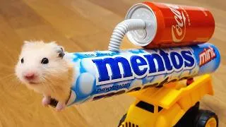 Thumbnail: Funny Hamsters Videos | Funny and Cute Moment of the Animals #4