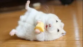 Thumbnail: Funny Hamsters Videos | Funny and Cute Moment of the Animals #2