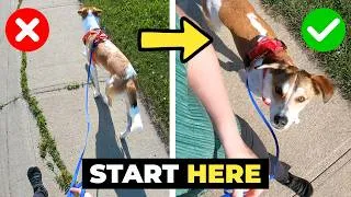 Thumbnail: How to Get Your Dog Into Heel Position (Teaching a “Beside” Cue)