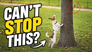 Thumbnail: Why Your Dog Chases Animals (& How to ACTUALLY Solve Prey Drive)