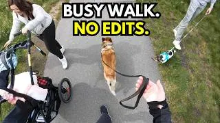 Thumbnail: Loose Leash Walking in High Distractions (Real Dog Walk, No Edits)