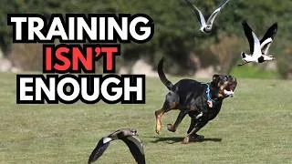 Thumbnail: How to Stop Your Dog's Animal Chasing (Prey Drive Training Isn't Enough)