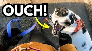 Thumbnail: Dog Takes Treats Painfully? Try These 3 EASY Fixes!
