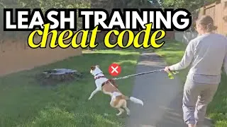 Thumbnail: Leash Training: Keep the Real World at YOUR Dog's Skill Level